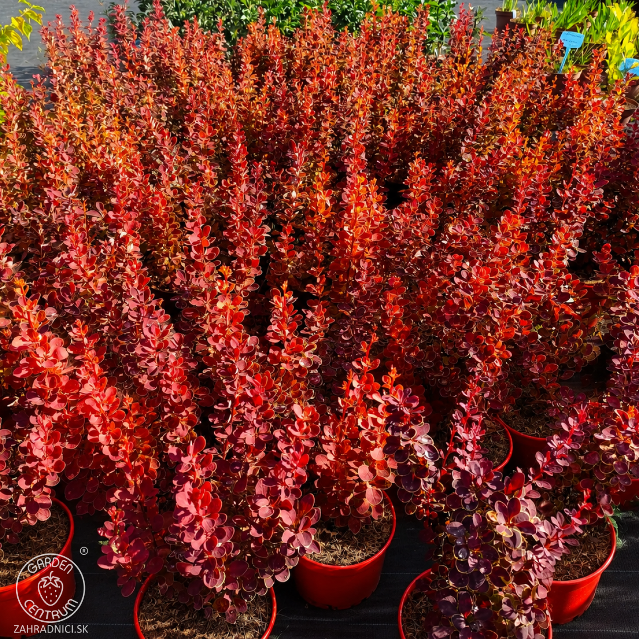 Obrázok Dráč thunbergov (Berberis thunbergii) ´ORANGE SUNRISE®´ - výška 30-40 cm, kont. C2L